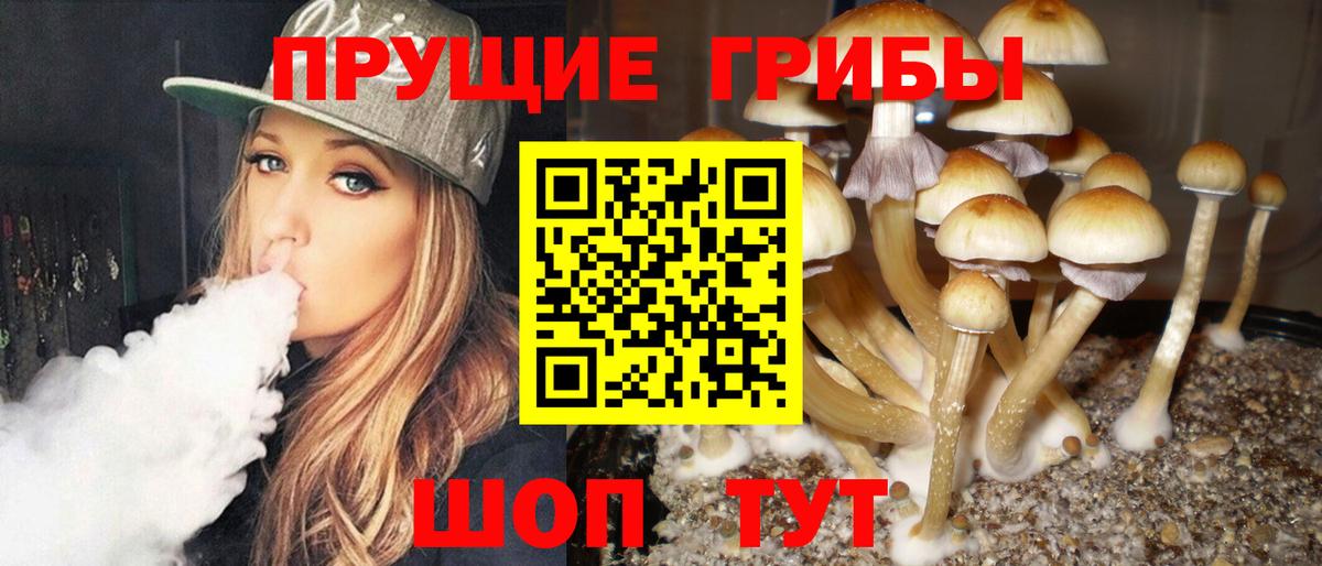 Псилоцибиновые грибы Cubensis Гатчина